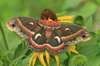 Moth Cocoon Mix