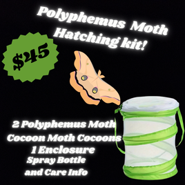 Polyphemus Moth Hatching Kit