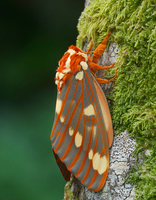 12 Regal Moth Eggs