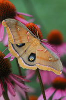 (SINGLE) Polyphemus Moth Cocoon.