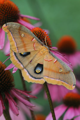(SINGLE) Polyphemus Moth Cocoon.