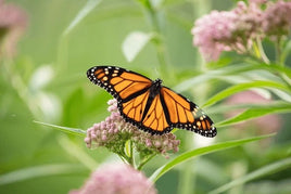 Monarch Caterpillars or Chrysalis