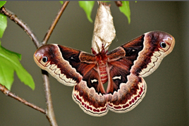 (Single) Promethea Moth Cocoons