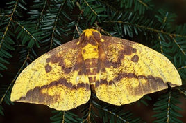 12 Imperial Moth Eggs