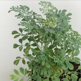 RUE PLANT