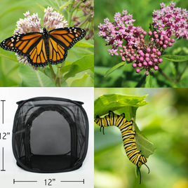 Monarch Butterfly Kit