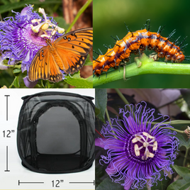 Gulf Fritillary Kit