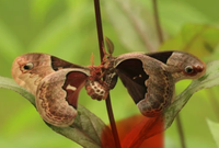 Moth Cocoon Mix