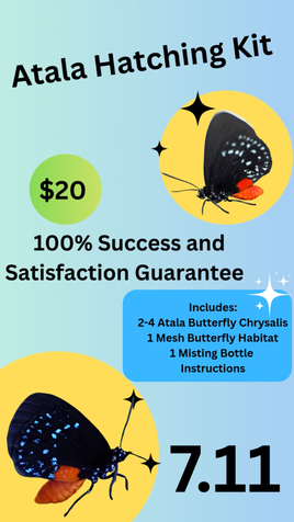Atala Butterfly Hatching Kit