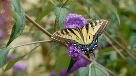 Tiger Swallowtail Caterpillars or Chrysalis