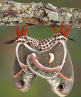 Cecropia Moth Life-Cycle Kit