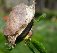 (SINGLE) Polyphemus Moth Cocoon.
