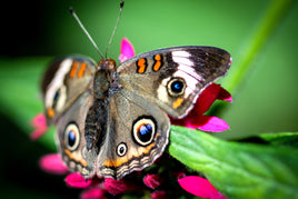 Common Buckeye Caterpillars or Chrysalis