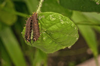 Polydamas Swallowtail Caterpillars or Chrysalis