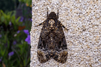 Deaths Hawk Moth Pupae