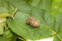 Single Luna Cocoon