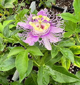 PASSTION VINE PLANT (PURPLE)
