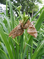 Polyphemus Moth Eggs