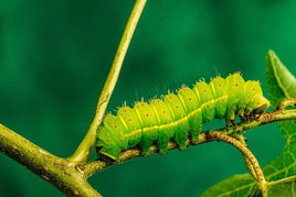12 Luna Moth Caterpillars