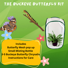 Buckeye Butterfly Kit