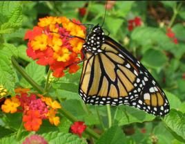 24 Live Monarchs For Release