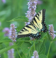 (Single) Tiger Swallowtail Chrysalis