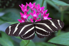 Zebra Longwing Caterpillars or Chrysalis