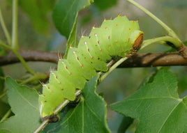12 Polyphemus Moth Caterpillars