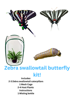 Zebra Swallowtail Kit