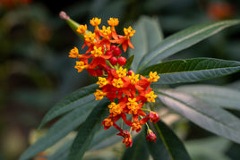 TROPICAL MILKWEED PLANT
