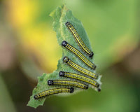 Great Southern White Caterpillars or Chrysalis