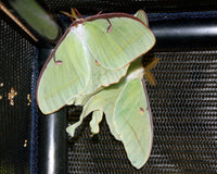 Luna Moth Eggs