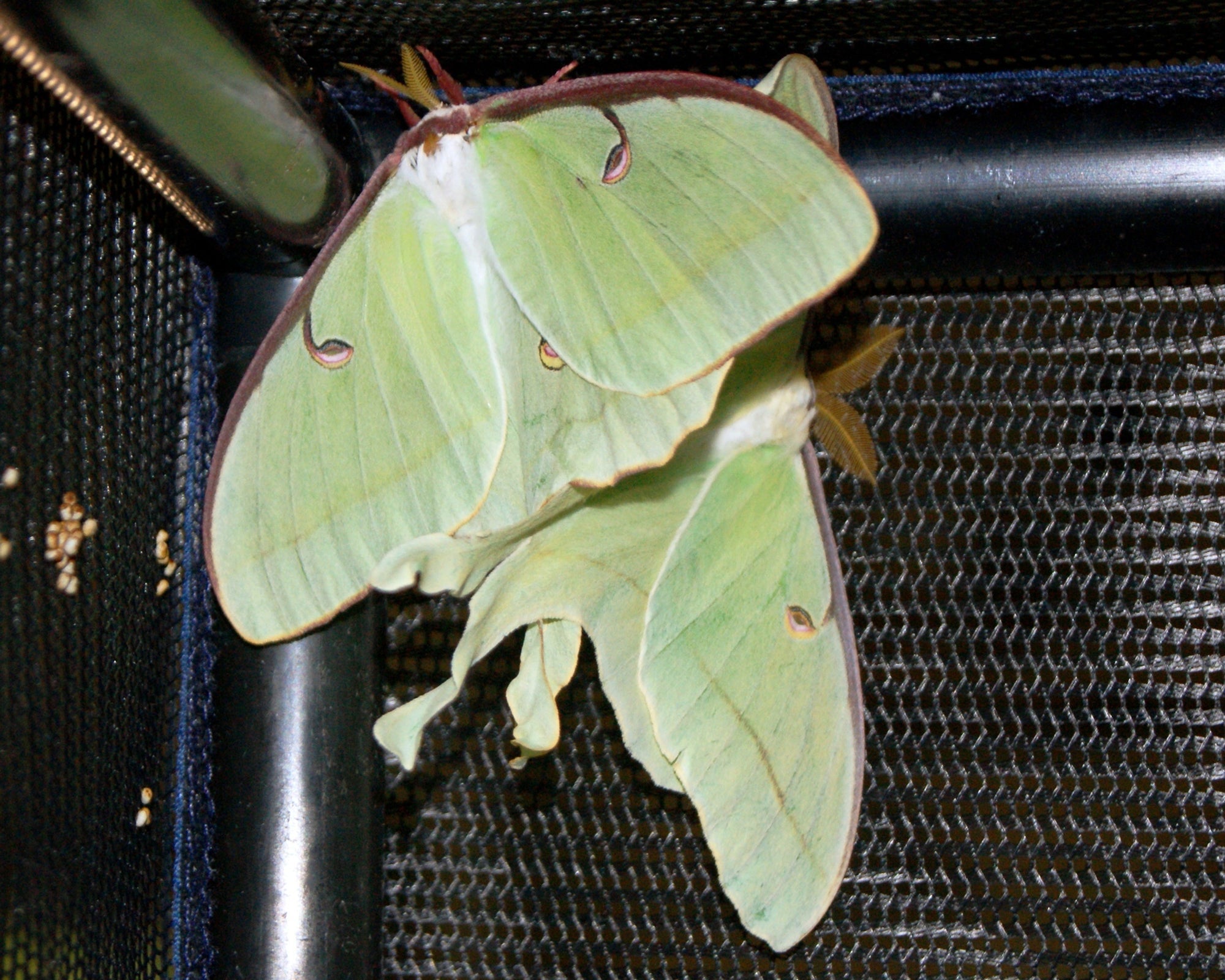 Live Luna Moth Eggs| Jmzbutterflyfarm