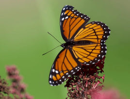 Viceroy Butterfly Caterpillars Or Chrysalis