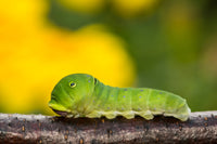 Tiger Swallowtail Caterpillars or Chrysalis