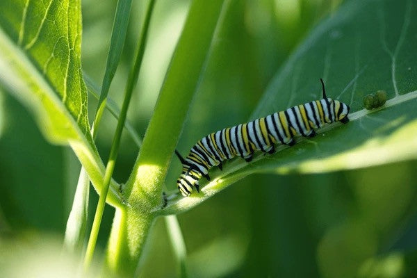 (Single) Monarch Caterpillar/Egg