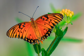 Gulf Fritillary Caterpillar or Chrysalis (PREORDER)