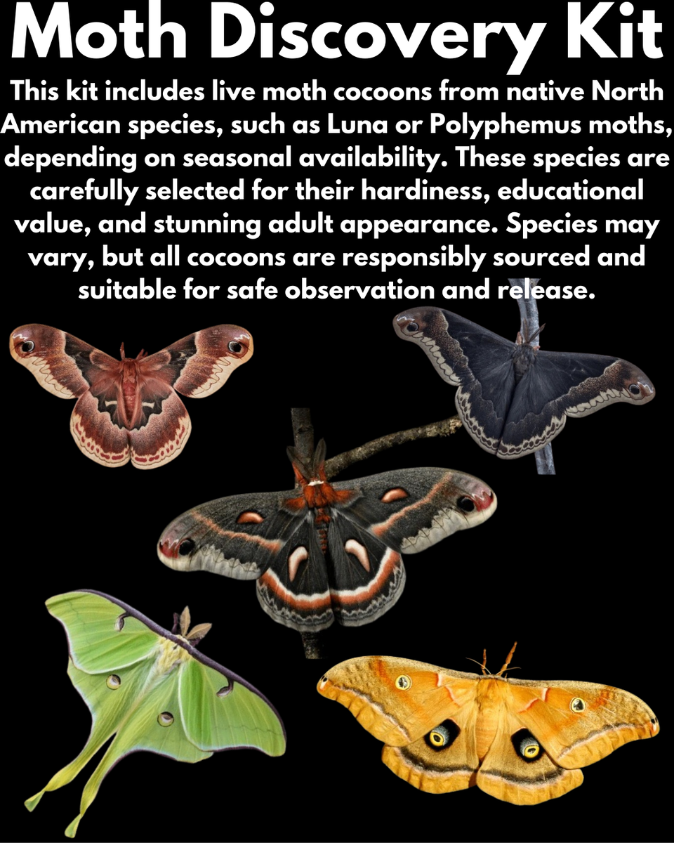 Moth Discovery Kit – Live Cocoons for Education | Captive-Bred ...