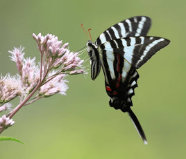 (Single) Zebra Swallowtail Butterfly Chrysalis